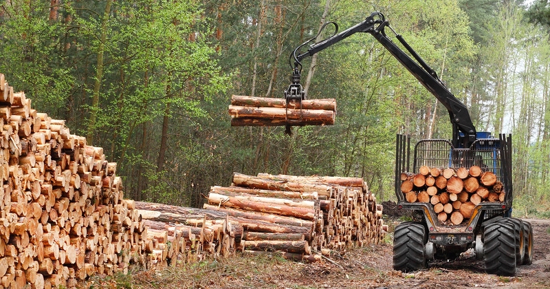 Luke: Venäjä on hyväksynyt uuden metsäsektorin kehittämisstrategian
